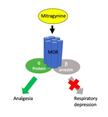 2 days ago &0183;&32;A 2019 study found that mitragynine was actually more effective than the 7-OH version when consumed orally. . Mitragynine solubility